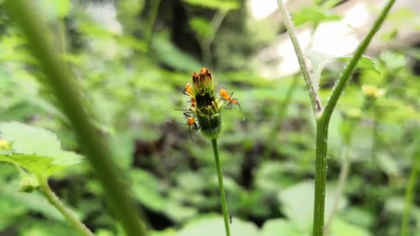 Trío Ninfas Pequeñas Insectos Juveniles Oncopeltus Fasciatus Chinches Grandes Maleza — Vídeo de stock