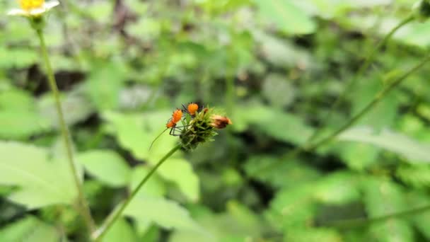 Vue de dessus d'une paire de nymphes ou d'insectes juvéniles de la grande punaise de l'asclépiade, Oncopeltus fasciatus, avec une belle couleur orange et des pattes et antennes noires 