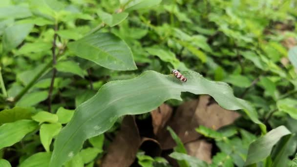 Μικρό Bug Κόκκινο Λευκές Κηλίδες Και Λωρίδες Ένα Επίμηκες Πράσινο — Αρχείο Βίντεο