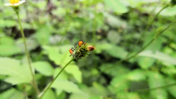 Vue de dessus d'une paire de nymphes ou d'insectes juvéniles de la grande punaise de l'asclépiade, Oncopeltus fasciatus, se déplaçant lentement sur une fleur sauvage flétrie. Insectes orange avec longues pattes noires et antennes .