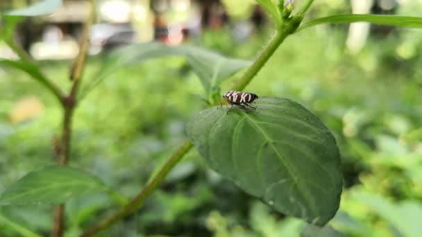 Kleine Roodachtig Bruin Insect Met Witte Strepen Een Groene Blad — Stockvideo