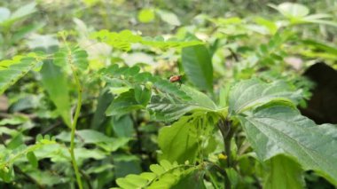 Büyük süt kardeş hata üzerindeki vahşi bir bitkinin yaprak güzel perisi böcek. Turuncu çocuk böcek bitki örtüsü dallarda yürür.