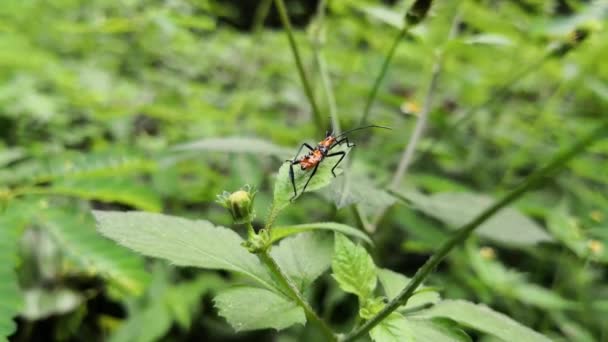 Un gros insecte de l'asclépiade. Bel insecte orange avec corps recouvert d'épines, et les jambes et les antennes noires. Il vit dans les buissons .