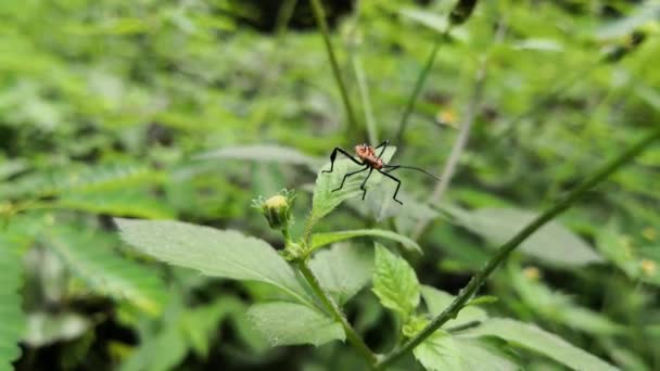 Punaise orange avec des taches noires et des épines sur le corps. Situé au sommet d'une feuille verte. Longues antennes et membres .