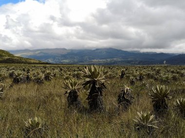 Frailejon, Espeletia, bitkiler. Su kaynağından paramo ekosistem. İklim değişikliği ve insan faaliyetleri tarafından nesli tehlike altında olan endemik bitki örtüsü.