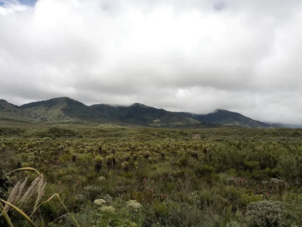 Dia Ventoso Nublado Ecossistema Paramo Bioma Ameaçado Pelas Alterações Climáticas — Fotografia de Stock