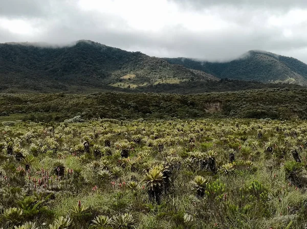 Cold weather at a national natural park in Colombia with paramo ecosystem. High mountain neotropical biome with endemic biodiversity of frailejones, Espeletia, and mosses. Protected area which is a source of water endangered by climate change.