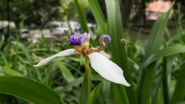 Uçan ve yürüyen iris çiçek üzerinde uçan güzel sarı arı. Tozlaşma ve ekolojik hizmet Batı bal arı (Apis mellifera önemli bu böceklerin).