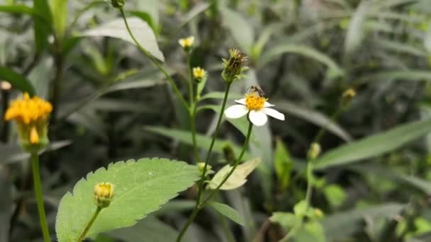 小蜜蜂在一个比登斯皮洛萨花授粉的草地上 西班牙针 白色花瓣和黄色中心的小野花和可爱的小翅昆虫 — 图库视频影像