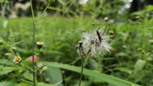 小昆虫栖息在蒲公英的海绵状花上 关注生活在野花草地上的动物 — 图库视频影像