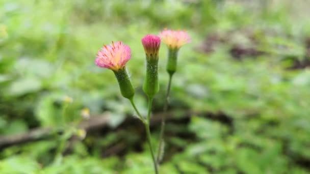 光の緑の芝生のある公園で小さいピンクの花 忍び寄るアザミ — ストック動画