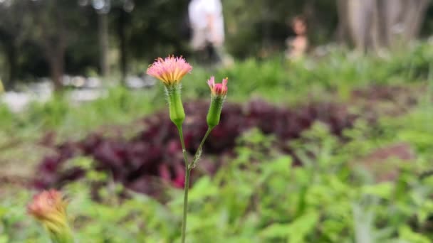 Pequeña Flor Rosa Parque Con Hierba Verde Púrpura Gente Caminando — Vídeo de stock
