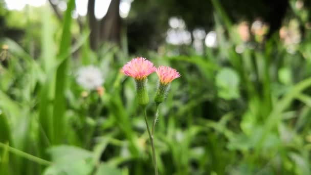 緑の自然 草および木が付いている公園で風に揺れる忍び寄るアザミの小さなピンクの花のペア — ストック動画