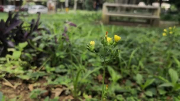 小さな黄色の花と緑豊かな公園風のバランス — ストック動画