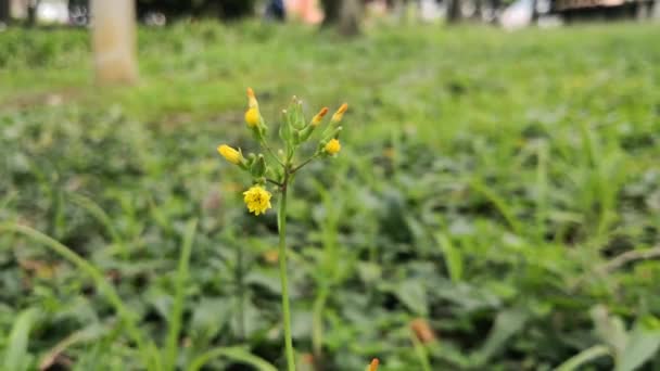 Flores Amarelas Pequenas Bonitas Balançando Vento Parque Tranquilo — Vídeo de Stock