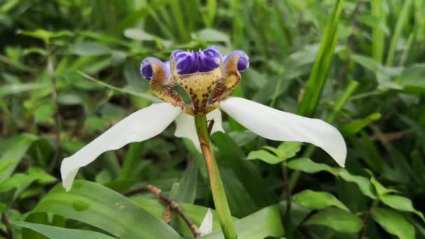 Neomarica Northiana 通称ノースズ False フラグ 水で雨の日のアイリスや使徒の工場を歩いて落ちる花びら転倒 — ストック動画