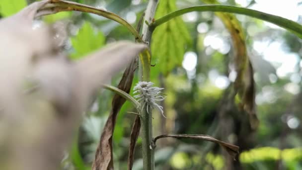 Weißer Butternuss Wollwurm Eriocampa Juglandis Sandfly Larve Pflanzenschädling Und Welkes — Stockvideo