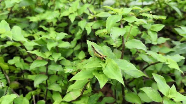 Small Motionless Grasshopper Meadow Wild Green Plants Nature Pattern — Stock Video