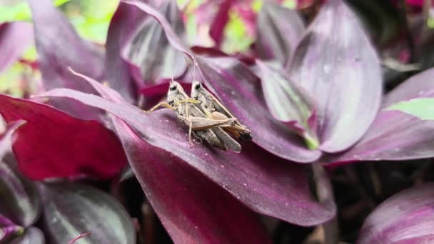 Couple Mating Grasshoppers Thicket Purple Plants Sexual Reproduction Insects — Stock Video