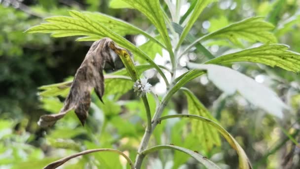 Absinthe Plant Being Eating White Butternut Woolly Worm Eriocampa