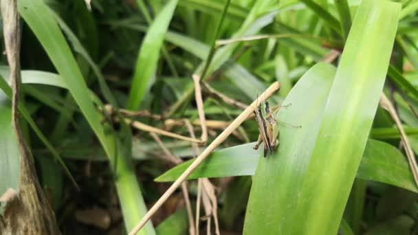 Par Pequeños Saltamontes Inmóviles Apareándose Una Larga Hoja Verde Reproducción — Vídeos de Stock