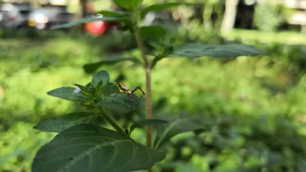 Pequeña Araña Tejedora Orbe Marrón Sobre Hoja Verde Una Planta — Vídeo de stock