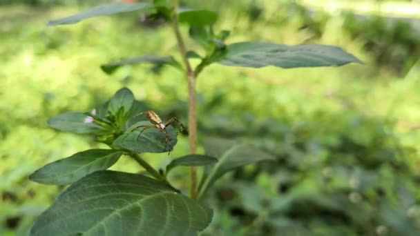 小さな茶色の織工オニグモ風公園で野生の植物の緑の葉の上 クモの腹部に詳細なダイヤモンド パターン — ストック動画