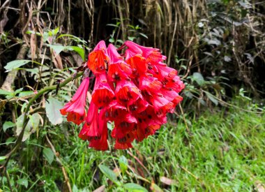 Beautiful specimen of Bomarea multiflora. Endemic red flower of Andean region in Colombia and Ecuador. Paramo native flora. clipart
