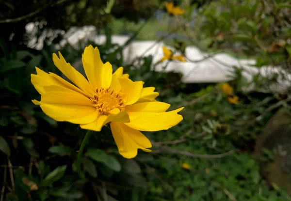Квітка Ядроподібної Ланцетки Саду Ленс Листяний Ядроподібний Жовтий Цвіт — стокове фото