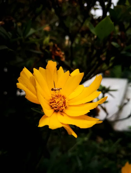 金银花 美丽的小花黄色的花冠花 园林的装饰和装饰厚种子 自然背景上的明亮色彩 — 图库照片