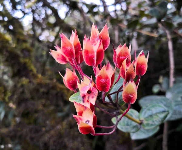 Flor Fúcsia Vermelha Brácteas Melastomataceae Plantas Ericaceae Uma Região Andina — Fotografia de Stock