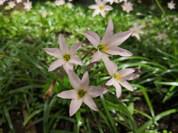 Rain Lily Zephyranthes Kytice Příjemné Měkké Růžové Květy Žlutými Tyčinkami — Stock fotografie