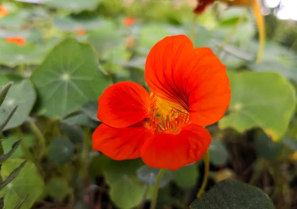 详细介绍了龙叶植物的橙色鲜花 也被命名为花园 Nasturtium 印度菜或僧侣的 Cress — 图库照片