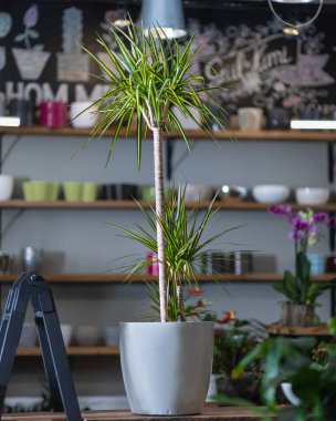 Dracaena 'nın gümüşten kokusu var.