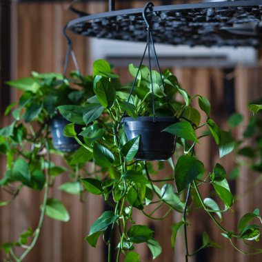 Altın Pothos, Şeytan sarmaşığı, Epipremnum aureum bitkisi avizeye asılmış.