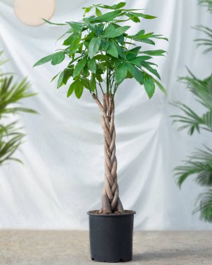 Guiana Chestnut Malvaceae, para ağacı siyah çömlekte.