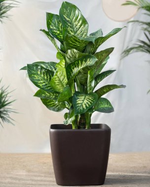 Dieffenbachia Dumb canes plant in the black pot