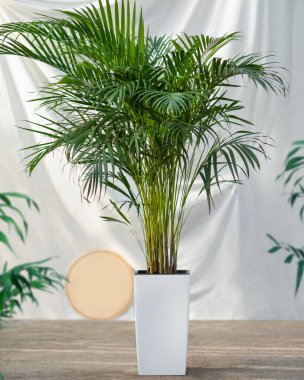 Areca Cane palm Dypsis lutescens, golden cane palm plant in white pot clipart