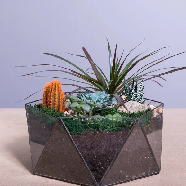 Beautiful colorful glass terrarium with succulent, cactus, flower, rock, sand inside