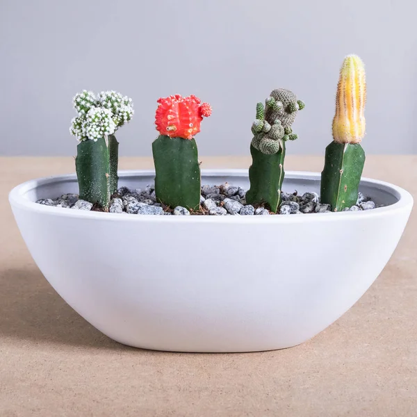 Gymnocalycium mihanovichii, Moon Cactus, Armatocereus godingianus in the white pot