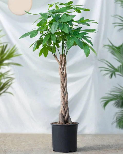 Guiana Castanha Malvaceae Planta Árvore Dinheiro Vaso Preto — Fotografia de Stock