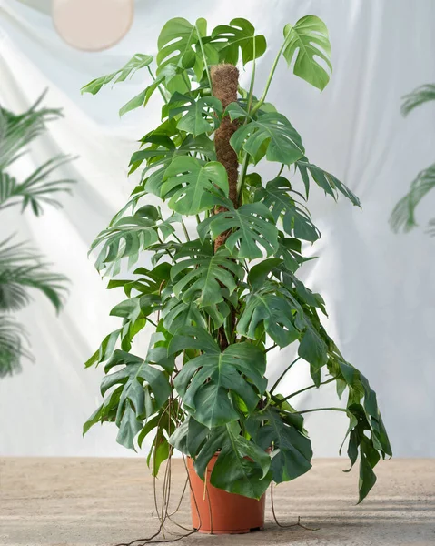 Philodendron Araceae Planta Com Fundo Branco — Fotografia de Stock
