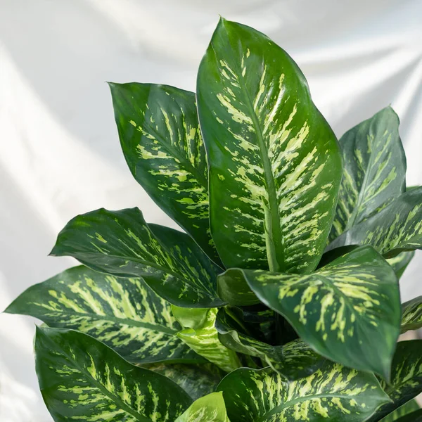 Dieffenbachia Dumb Canes Plant Leaf Close View — Φωτογραφία Αρχείου