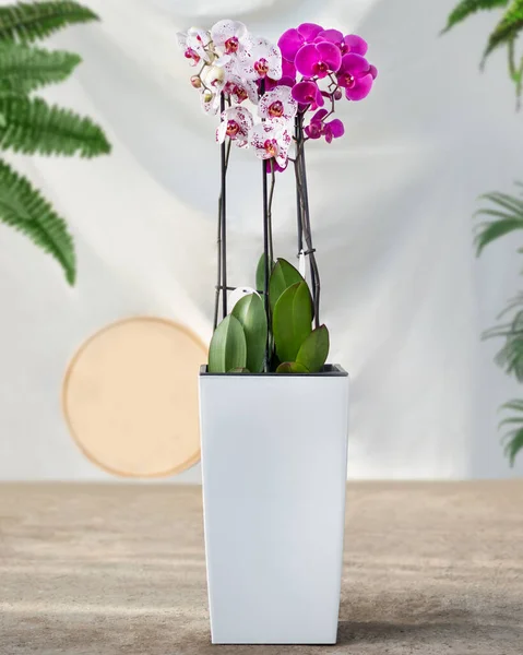 Orquídeas Traça Rosa Branca Pote Branco — Fotografia de Stock