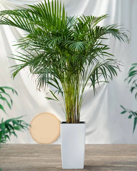 Areca Cane Palm Dypsis Lutescens Пальмовое Пальмовое Дерево Белом Горшке — стоковое фото