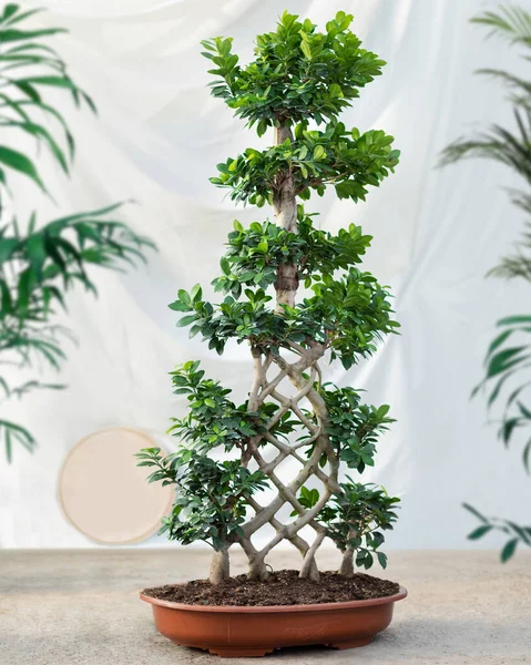 Grande Tamanho Ficus Bonsai Ginseng Retusa Planta — Fotografia de Stock