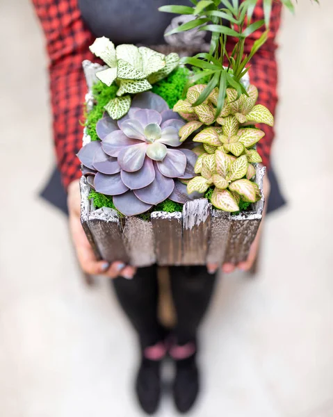 Mujer Sosteniendo Terrario Madera Con Suculento Cactus Flor Roca Arena —  Fotos de Stock