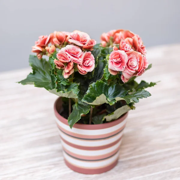 Pink Elatior Begonia Pot — Stock Photo, Image