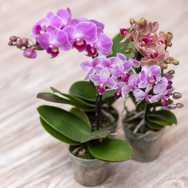 Small Moth orchids, Phalaenopsis close up