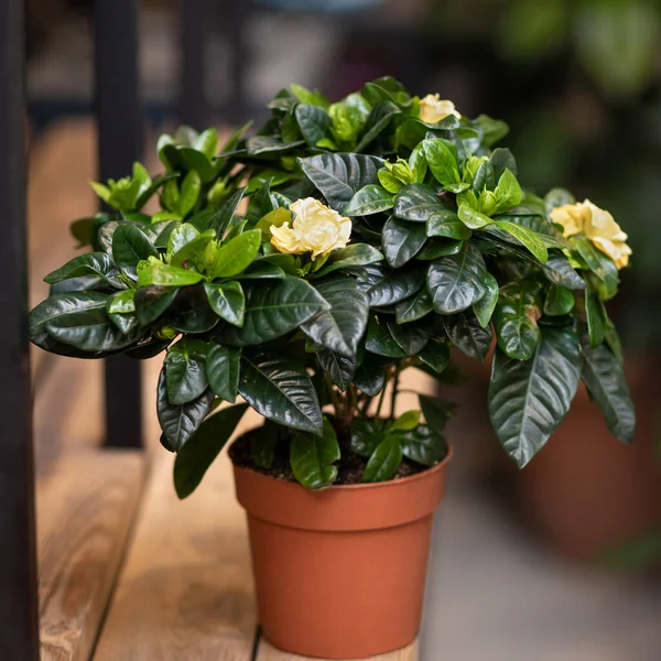 Gardenia Planta Com Flor Amarela — Fotografia de Stock